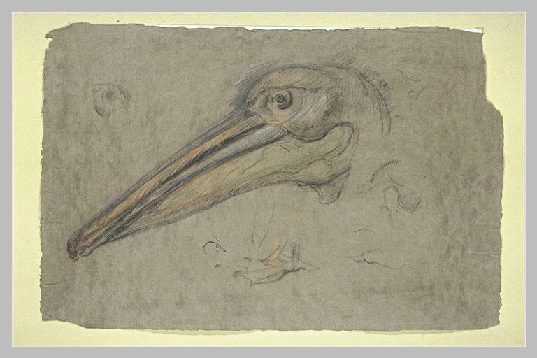 Etudes d'une tête de pélican, de profil, et détails d'une patte et d'un oeil_0