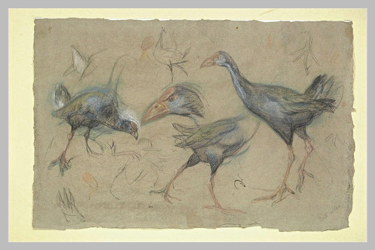 Etudes de poules sultanes_0