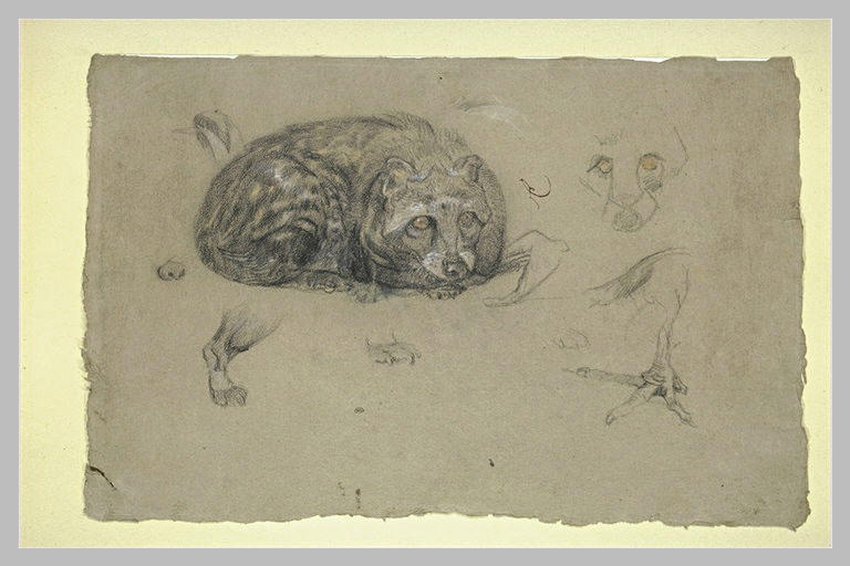 Etudes de civette et d'une patte d'oiseau_0
