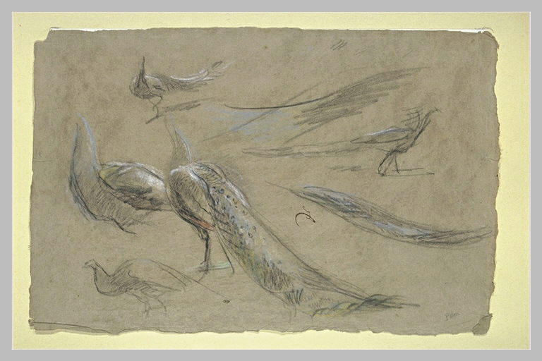 Cinq paons et des ailes_0