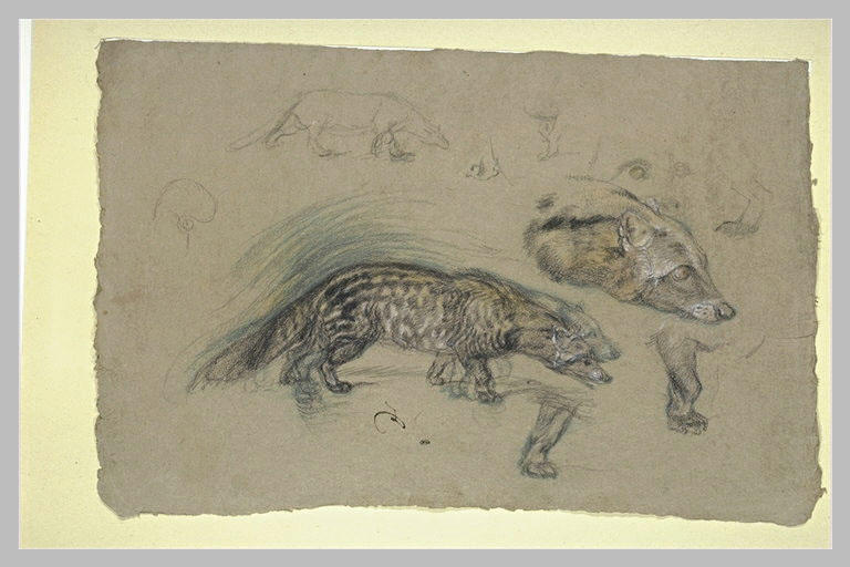 Etudes de civettes, corps, tête et pattes_0