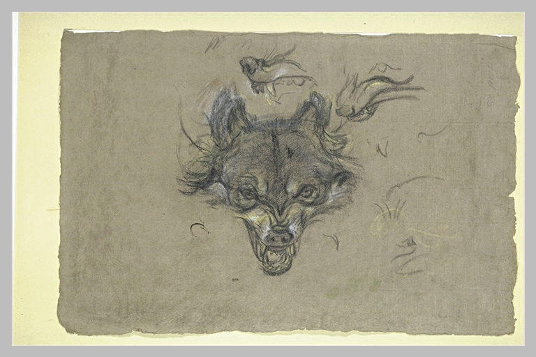 Etude d'un renard_0