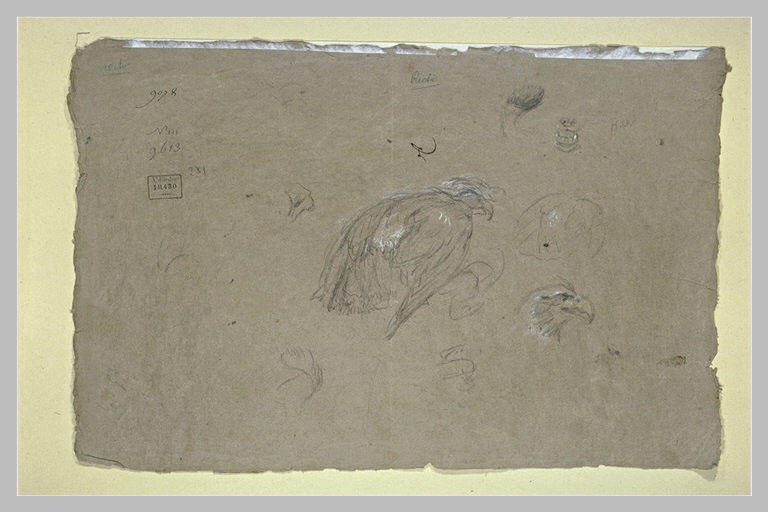 Oiseau, une tête d'oiseau et d'autres études_0