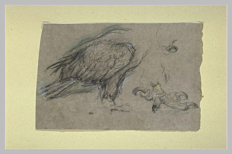 Etudes d'un corps d'oiseau de proie et une griffe_0