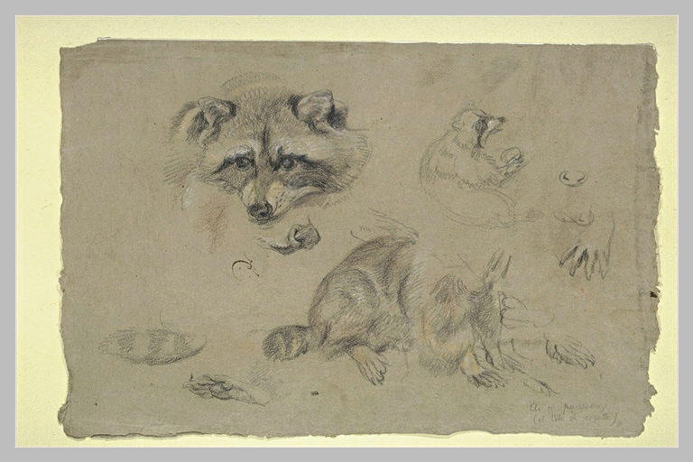 Etude d'une tête de raton laveur et de différentes parties de son corps_0