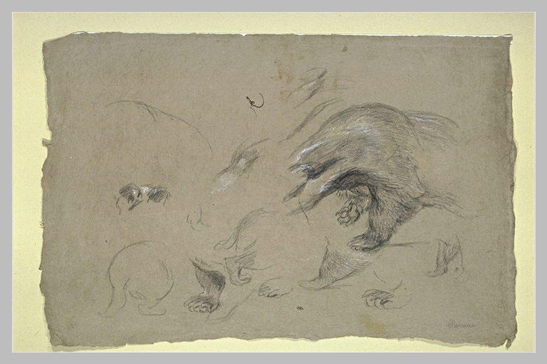 Etudes sur le blaireau_0