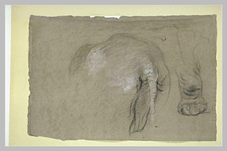 Etudes d'un éléphant, pied et corps vu de dos_0