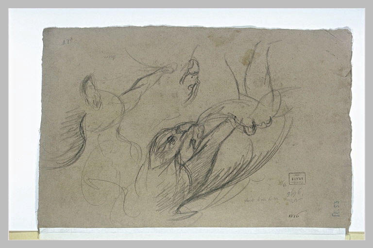 Etude d'un oiseau de proie_0