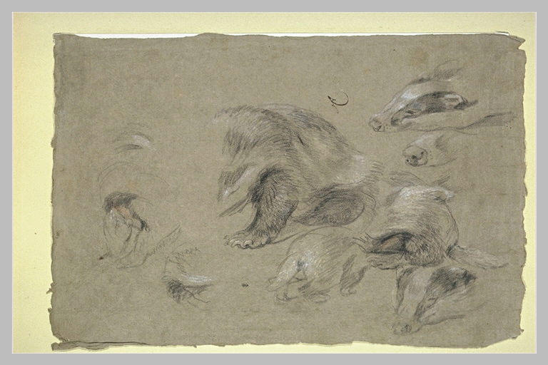 Etudes sur le blaireau_0
