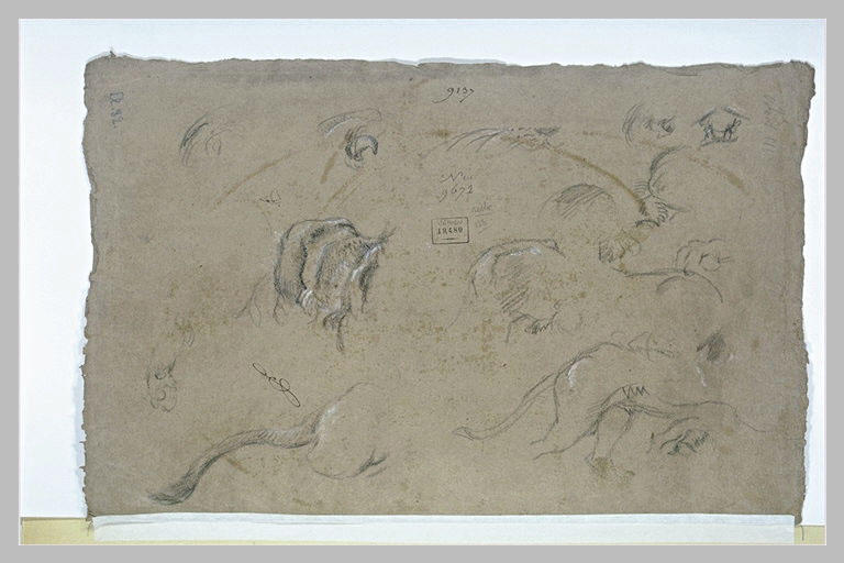 Etudes de lions_0