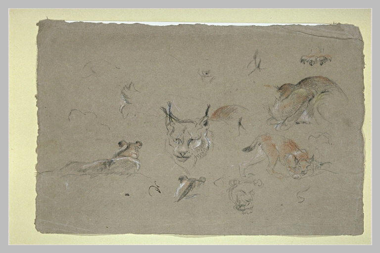 Etudes de lynx : têtes, corps et griffes_0