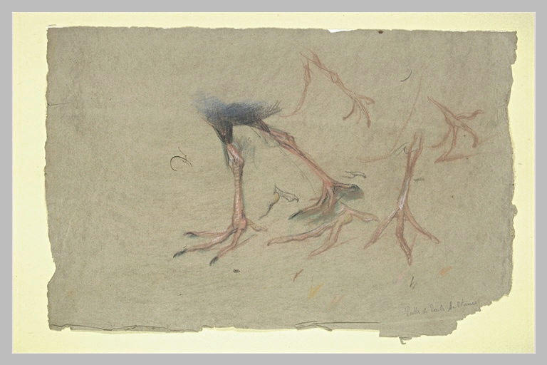 Etudes de pattes de poules sultanes_0