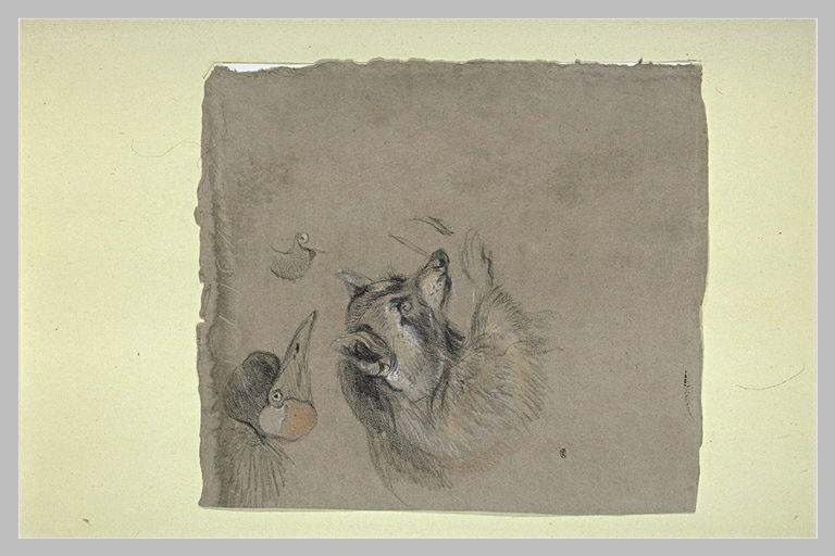 Etude d'une tête de raton laveur et d'une tête d'oiseau_0