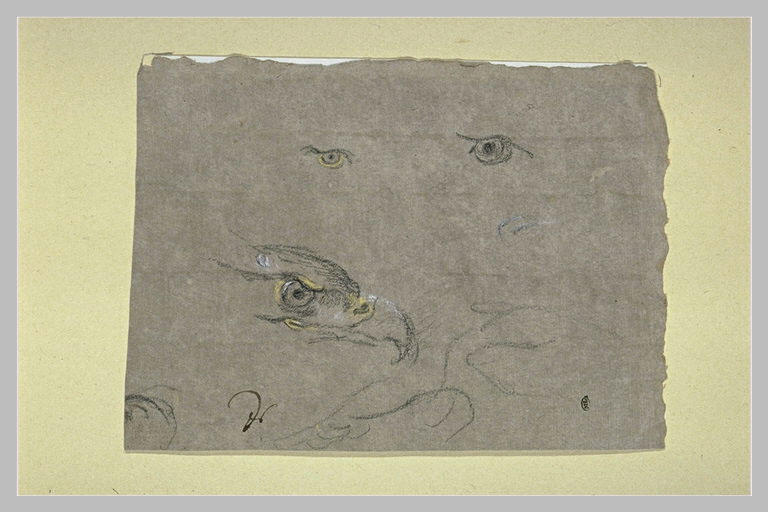 Etude d'une tête d'oiseau de proie et de deux yeux_0