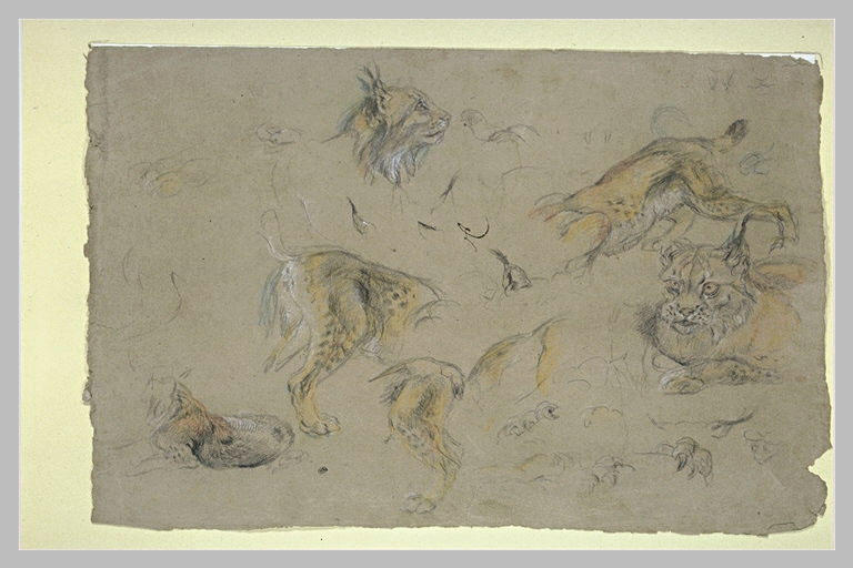 Etudes de têtes et de corps de lynx_0