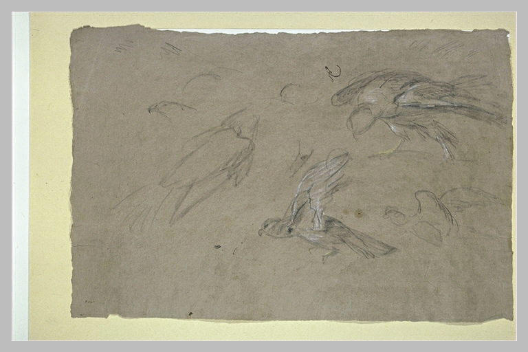 Etude d'oiseaux dont deux déploient les ailes_0