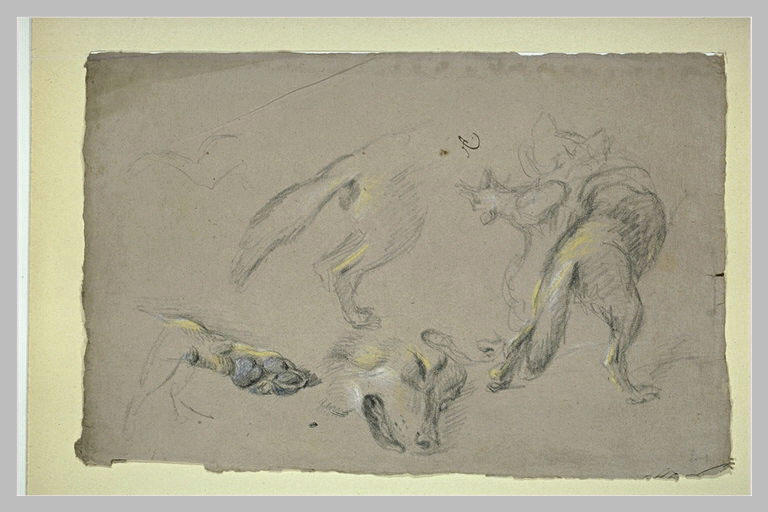 Etudes de loups, pattes, tête, et corps vu de dos_0