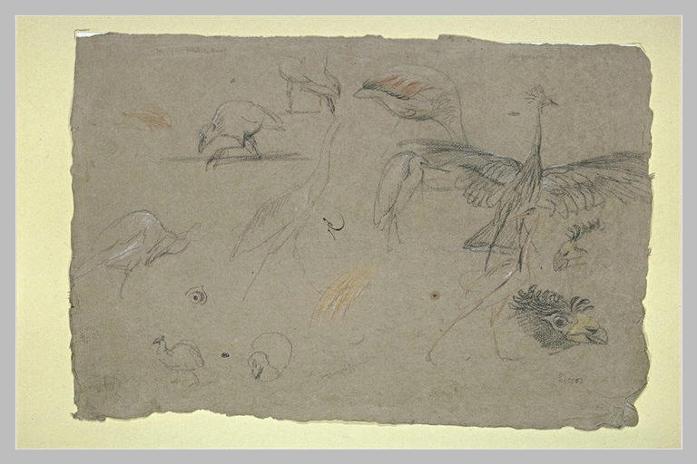 Etudes de poules sultanes et de grues couronnées_0