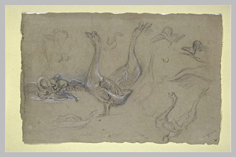 Etude d'oiseaux palmipèdes_0