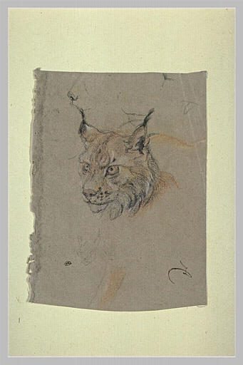 Etude d'une tête de lynx_0