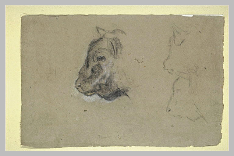 Trois études de têtes de taureaux_0