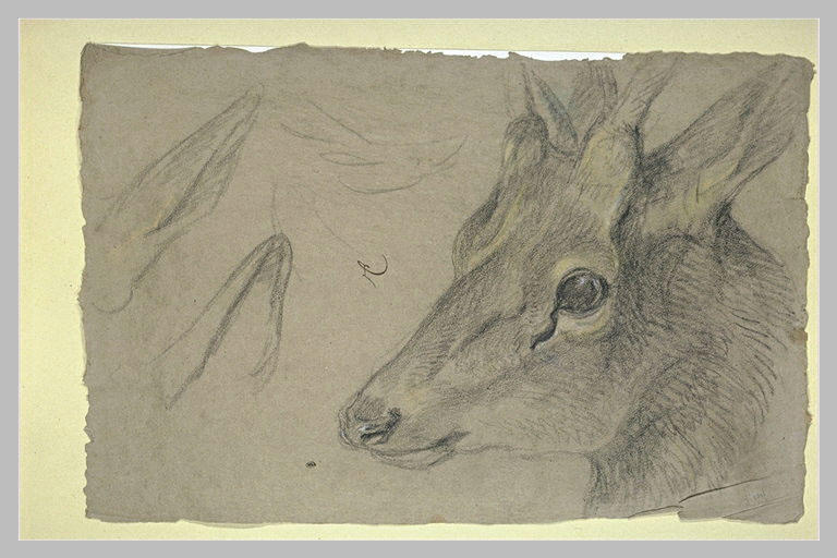 Etude d'une tête de chevreuil ou d'antilope, tournée vers la gauche_0