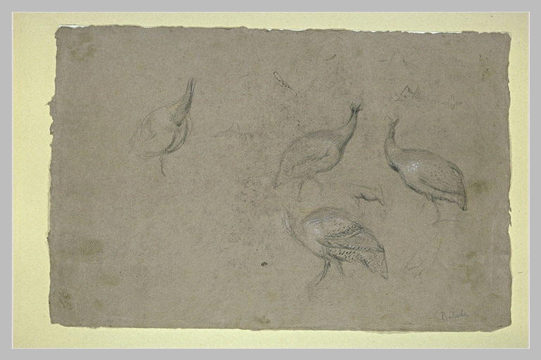 Etude de quatre pintades_0