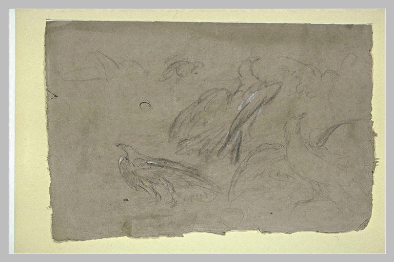 Etudes d'oiseaux de proie divers_0