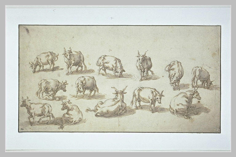 Treize études de vaches_0