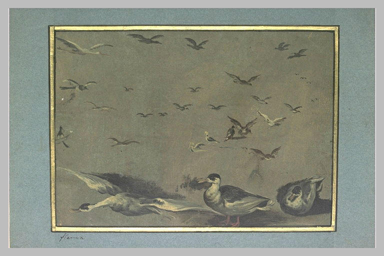 Etudes d'oiseaux_0