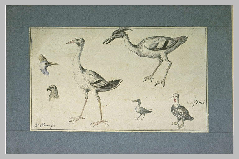 Quatre oiseaux et deux têtes d'oiseaux_0