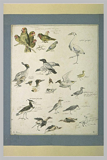 Etudes d'oiseaux_0