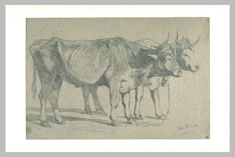 Deux boeufs sous le joug_0