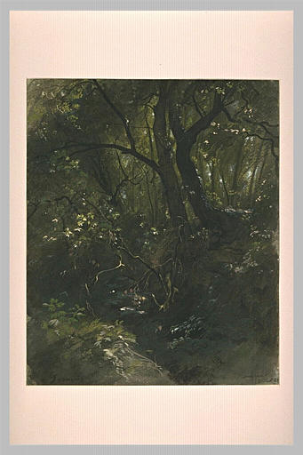 Un bois des environs d'Ariccia_0