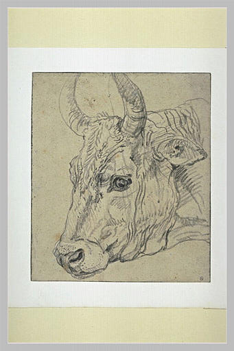 Tête de vache, de profil_0