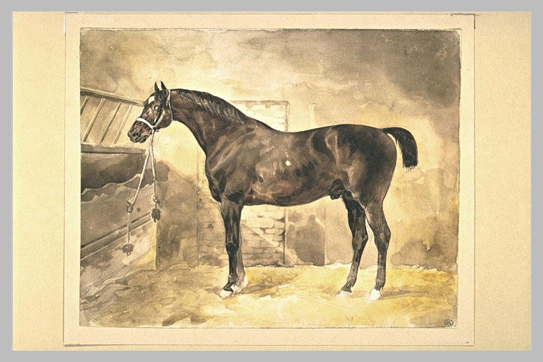 Cheval bai, à l'écurie_0