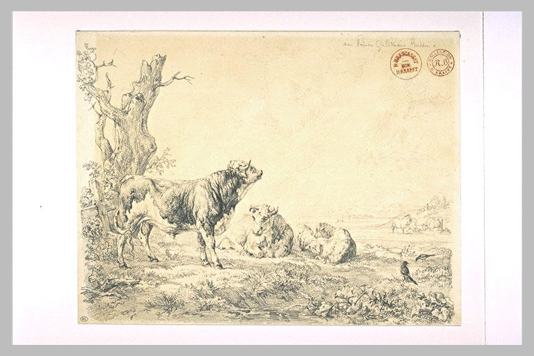 Taureau, vache et moutons_0