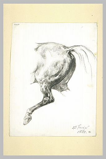 Arrière-train d'un cheval en mouvement_0