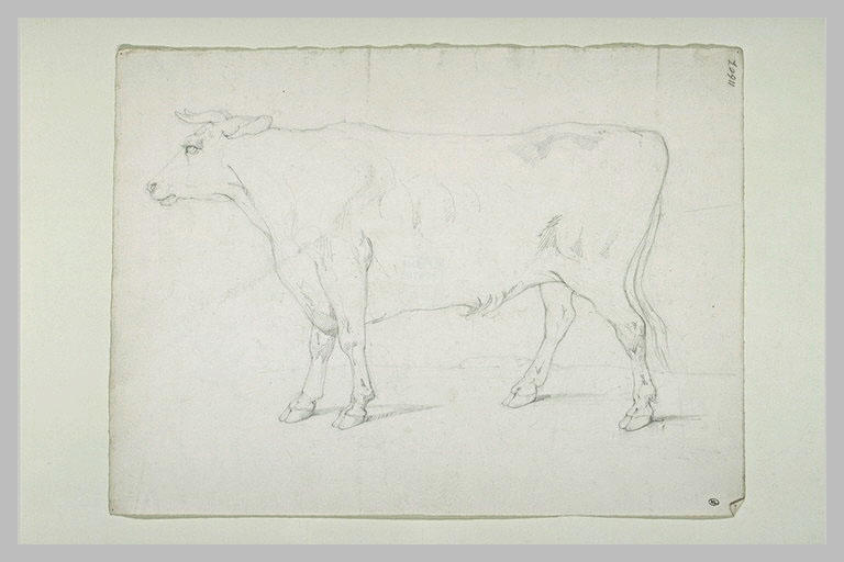 Boeuf de profil à gauche, debout_0