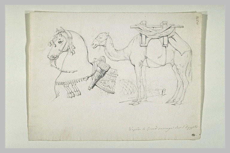 Tête de cheval avec harnachement antique, de profil à gauche ; dromadaire_0