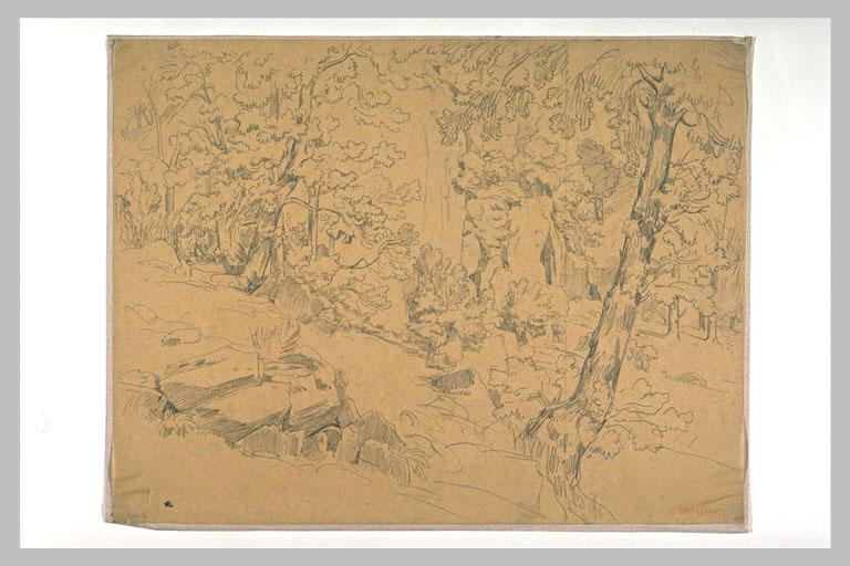 Sous-bois_0