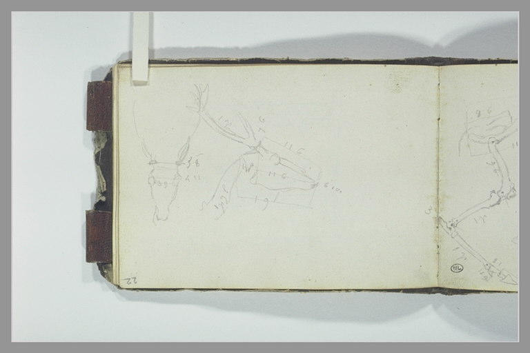 Etudes des proportions de la tête d'un animal_0