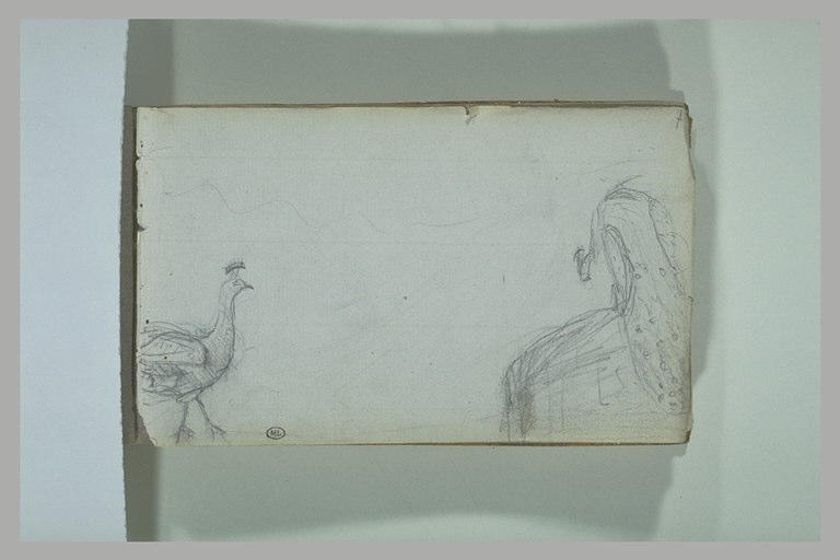 Etude d'oiseaux_0