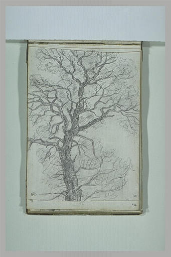 Arbre_0