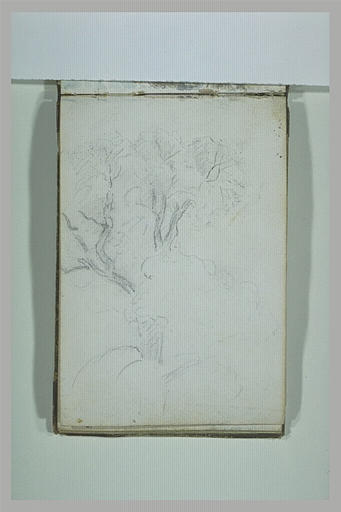 Arbres_0