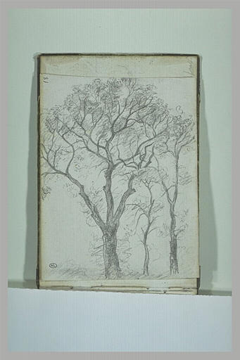 Arbres_0