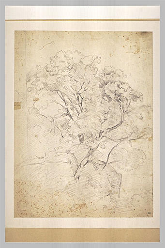Arbres poussant sur un rocher_0