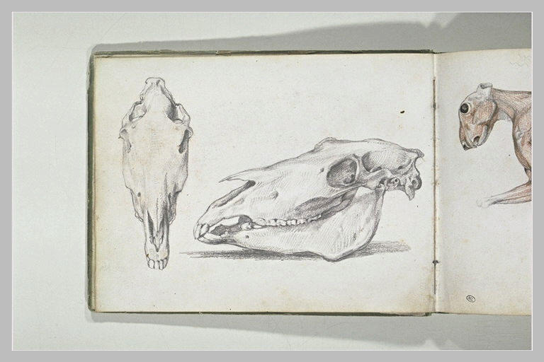 Deux études de crâne de cheval_0