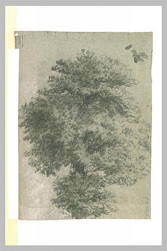 Frondaisons d'un grand arbre_0