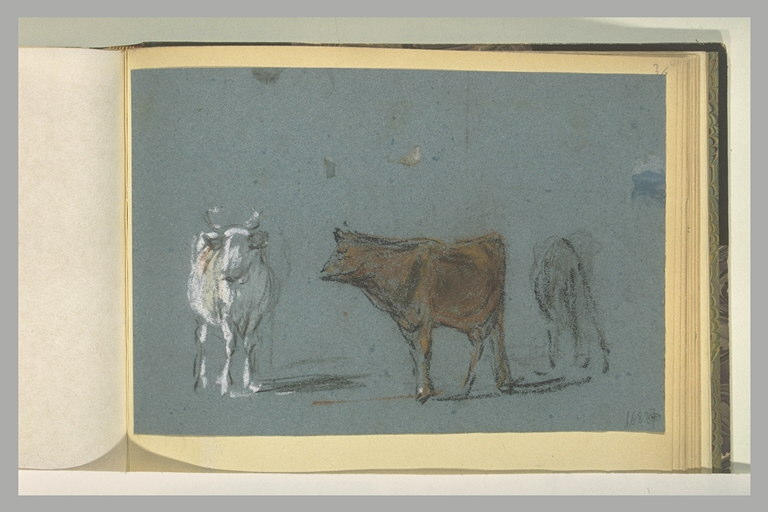 Trois études de vaches_0